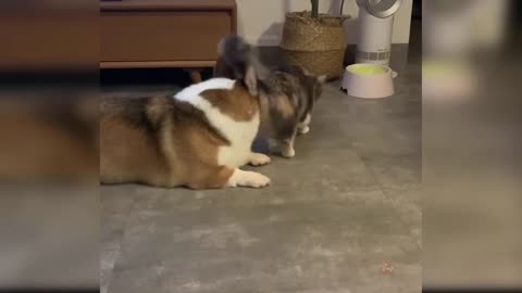 Cute impression animal