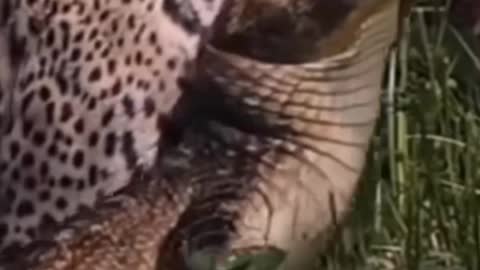 Jaguar power 💪🏻 | wildlife | Jaguar fight in Forest |