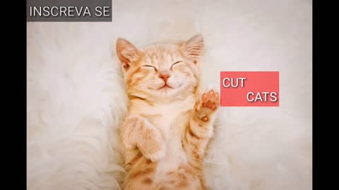 Gatos brincando de esconde esconde (confusão)