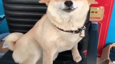 Funny animal videos 2023 😜 best cut and dog video 😜😂😺 rumble video