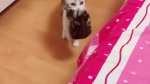 My kids are save with you!clever cat think so