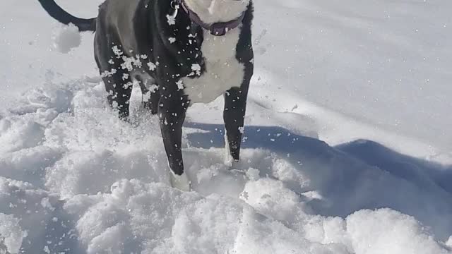 Pittie eats snow then fingers