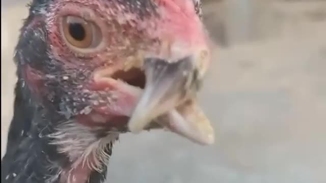 Little Chicken song