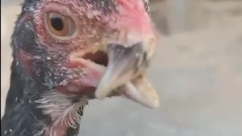Little Chicken song