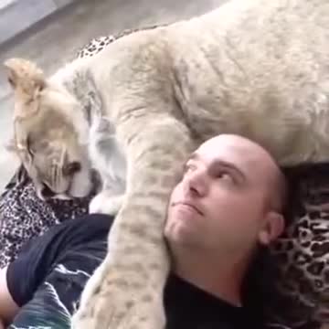 Taking a nap with a lion!