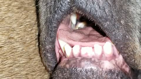 Dog Sleeps Well after Ruff Day in Quarantine