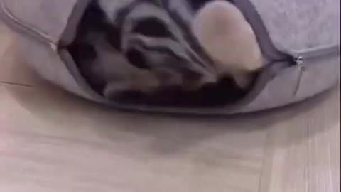 Funy cat videos