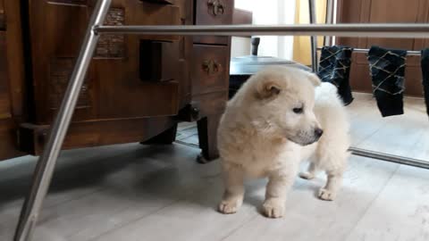 The growing period of a white and cute Korean puppy