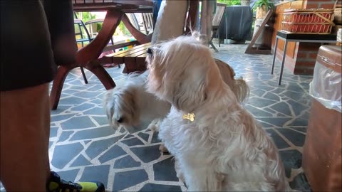 FUNNY DOG