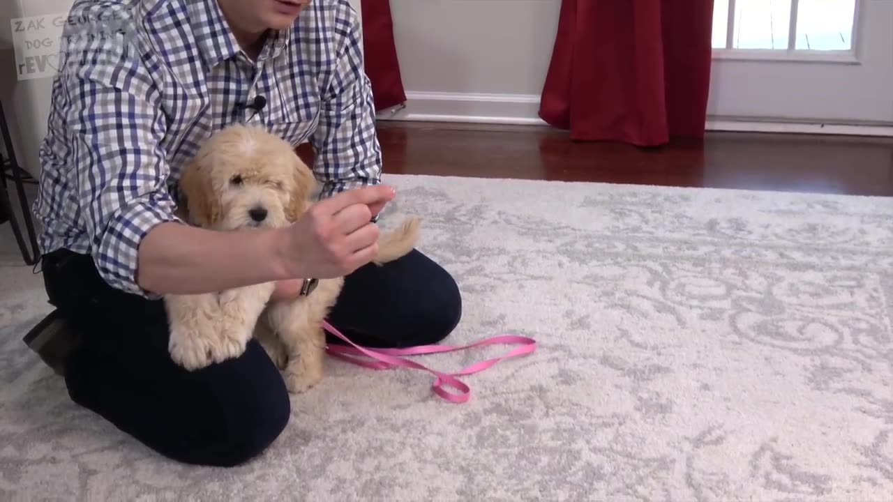 How to Teach your Puppy to Sit and Stay