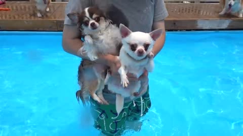 Dogs swimming