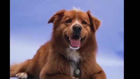 funny_animals__funny_moments_cats_and_dogs__funny_pets