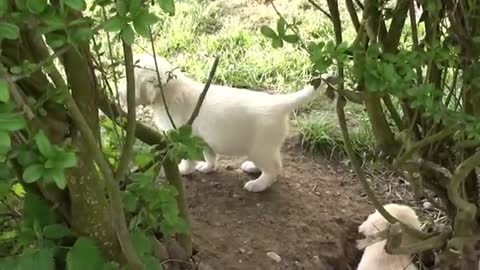 Dogs video