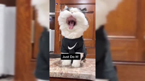 Funny cats want to sleep