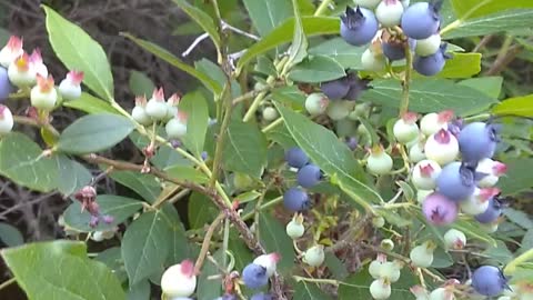 Blueberries