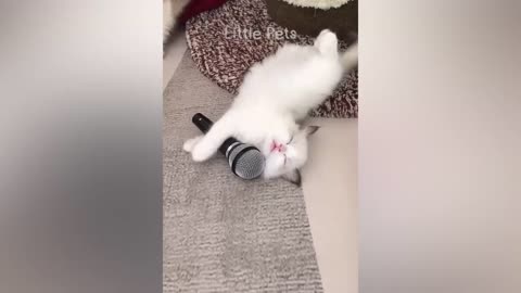 FANNY CAT