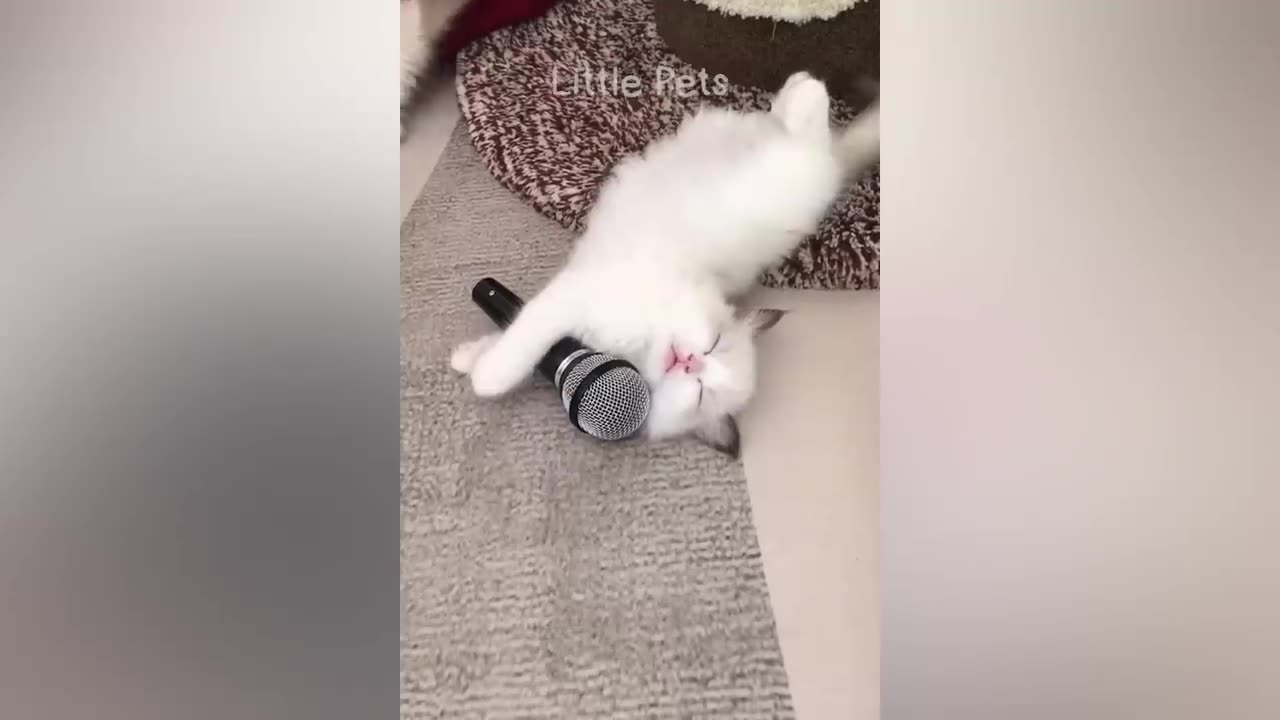 FANNY CAT