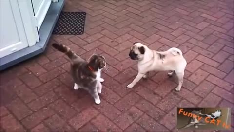 Cats and Dogs Meeting Each other For The First Time