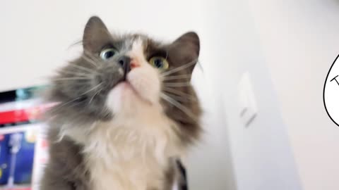 When you’re tired of cleaning up, your pets rush to help!