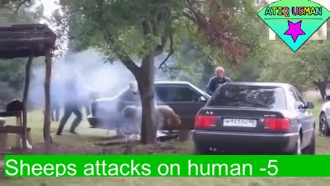 Sheeps Attack | animal attacks | funny | Prank 2021