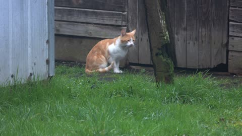 Curious Cat Exploring the Grass