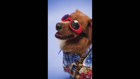 Completion of Baby Dogs - Cute and Funny Dogs Video