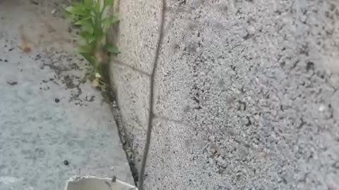 withered grass in the crevices