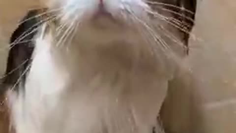 Baby cats funny videos