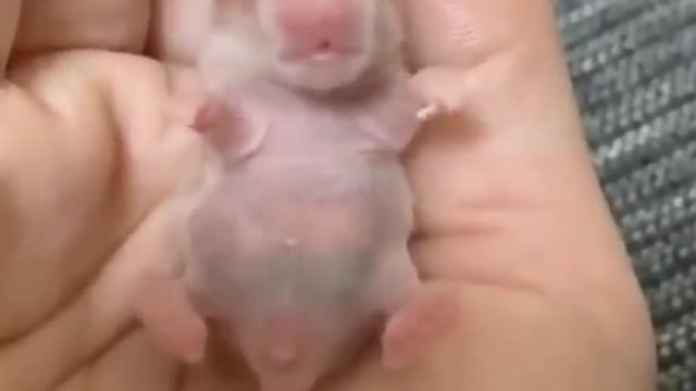 Cute Baby Animal | Funny Animal Videos #4