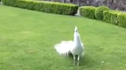 white peacock dance in garden