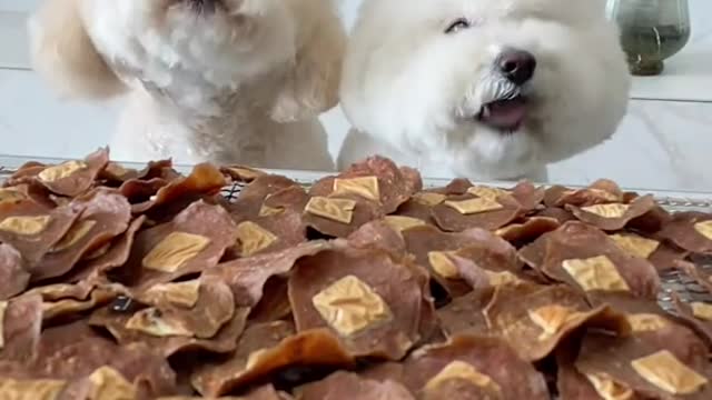 Funny dogs eating Yami food.