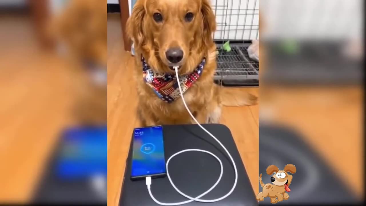 Most Talented DOGS of TikTok!! | Amazing Dog Compilation!