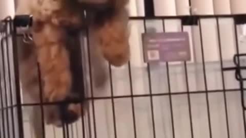 FUNNY DOGS Prison Break😜