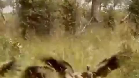 Watch As Vultures Suddenly Swarm A Half-Eaten Carcass