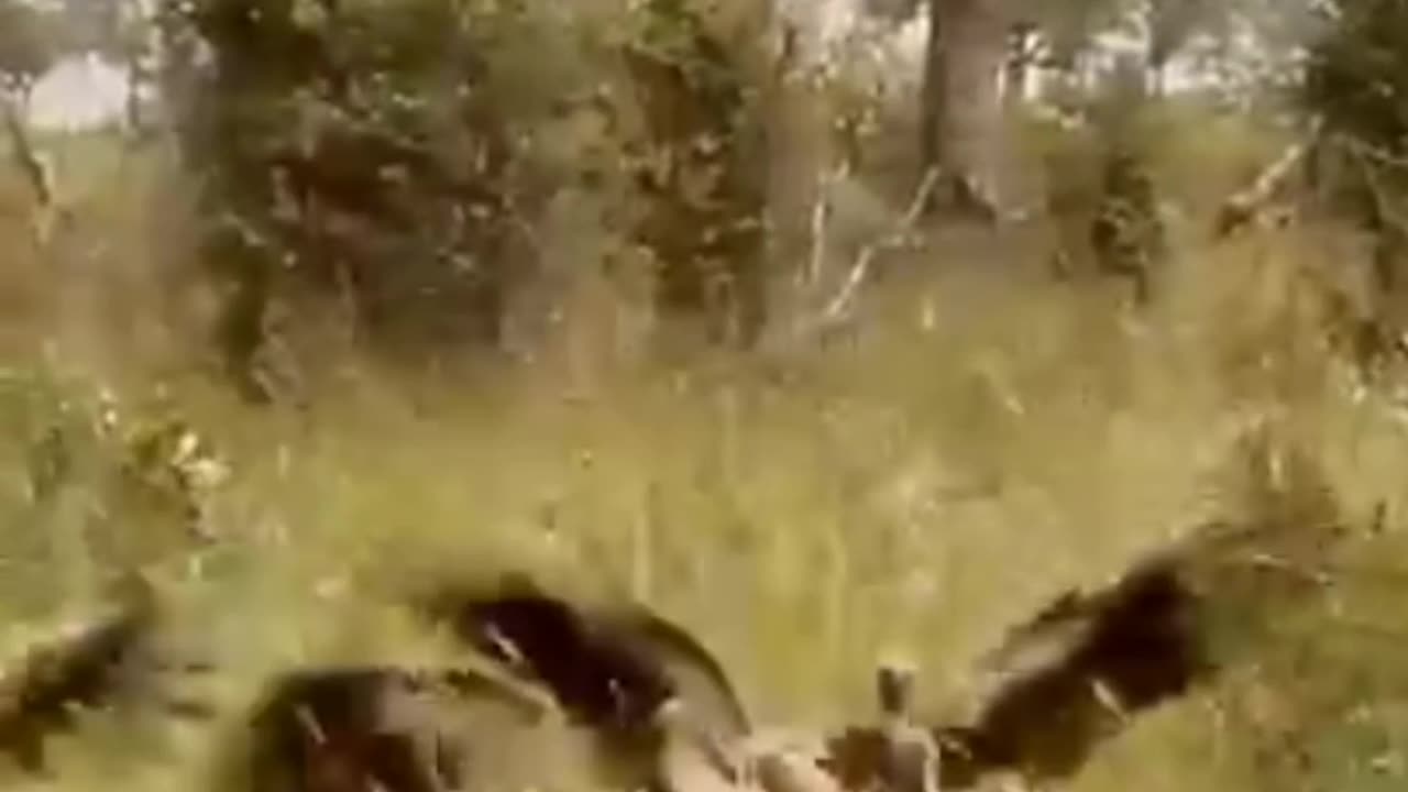 Watch As Vultures Suddenly Swarm A Half-Eaten Carcass