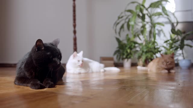 My three cute cats are resting on the floor