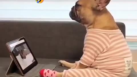 Funny Dog Video 💻 Dog Watching Mobile🤣|