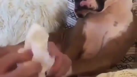 Cute and cute dog.