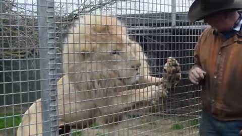 Angry stupid lion wants to kill a man