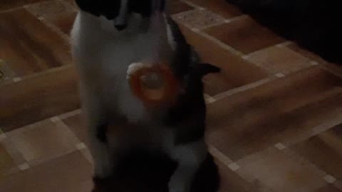 The cat plays standing up with a toy, very beautiful coloring of the cat