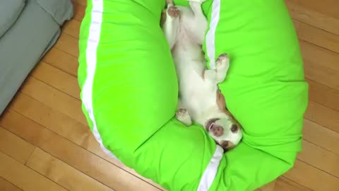 Puppy Gets Giant Tennis Ball Surprise- Cute Puppy Dog Indie Gets Epic Ball Pit w-Tennis Balls!
