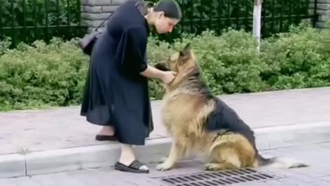 Weldon Dog #viral #shortsvideo #youtubeshorts #reels #shorts #shortsviral