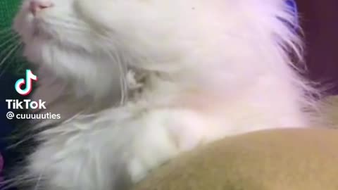Cat sound is funny😘