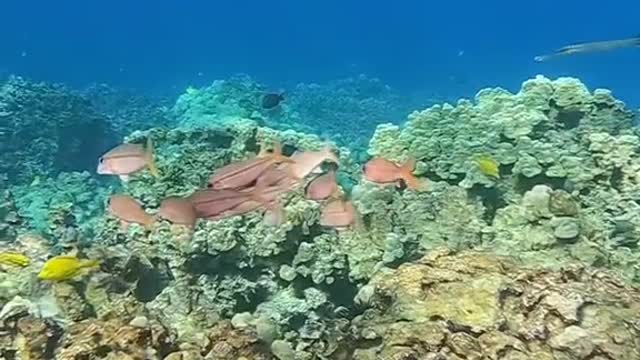 oceanlover#planetearth#kindness