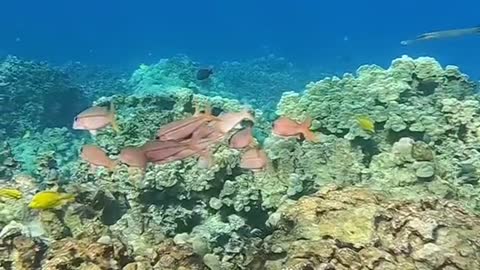 oceanlover#planetearth#kindness