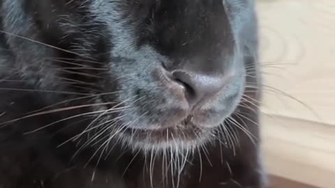 Pet kittens all purr the same way 😱
