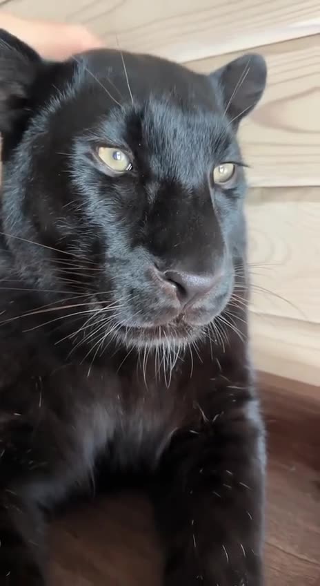 Pet kittens all purr the same way 😱