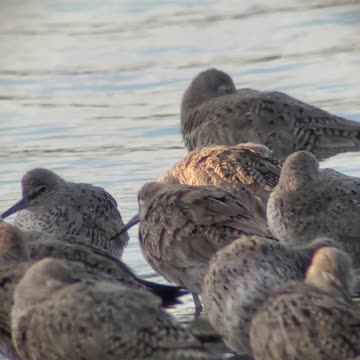 Godwits or Willets in Elkhorn Slough