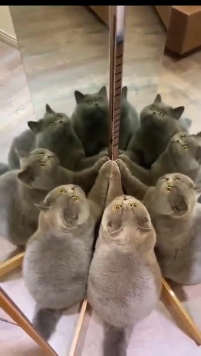 Cat Discovers Optical Illusions