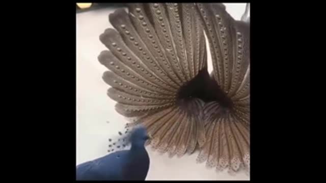 peacock and turtle